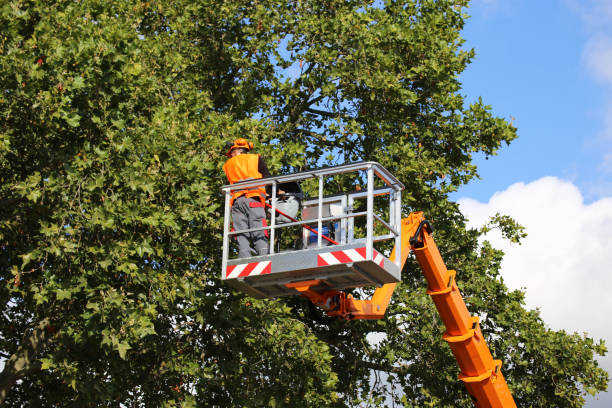 Best Tree Risk Assessment  in Archie, MO